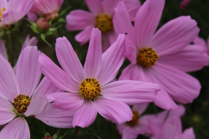 Picture of Cosmos - Sonata Pink Premium